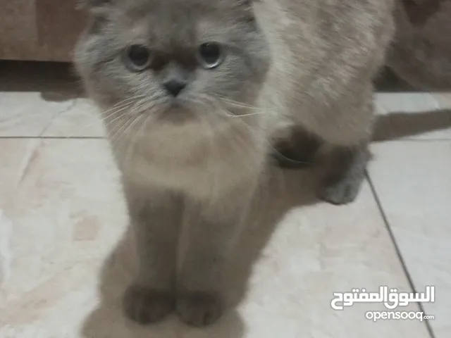 ذكر سكوتش فولد والام همالايا بيكي
