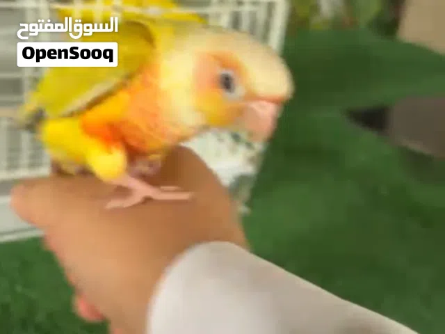 كنيور صن جيك