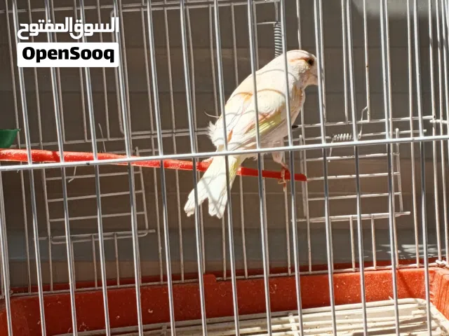 نثيه كناري جاهزه كلش السعر هيه والقفص