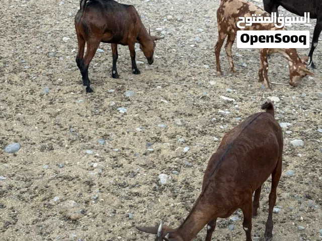 صخلات صلاليه للبيع