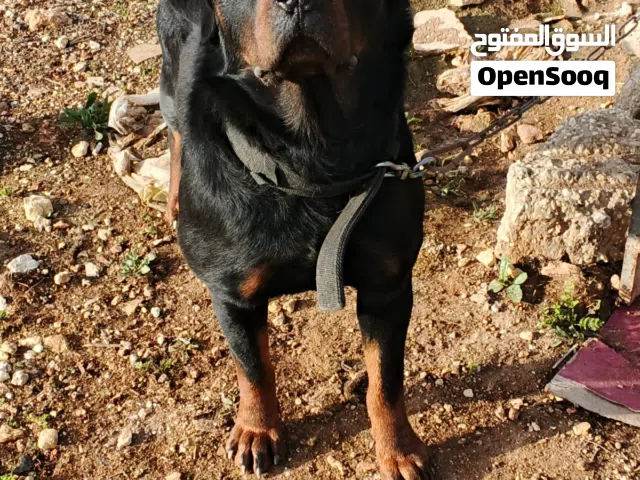 متاح ذكر رت وايلر للبيع عمر  الكلب تعال وشوف على الطبيعة اجمل بكثير