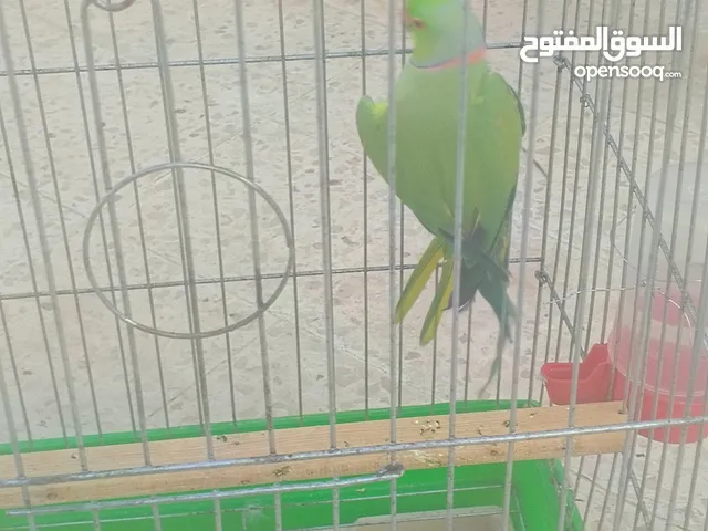 ببغاء دره هندي