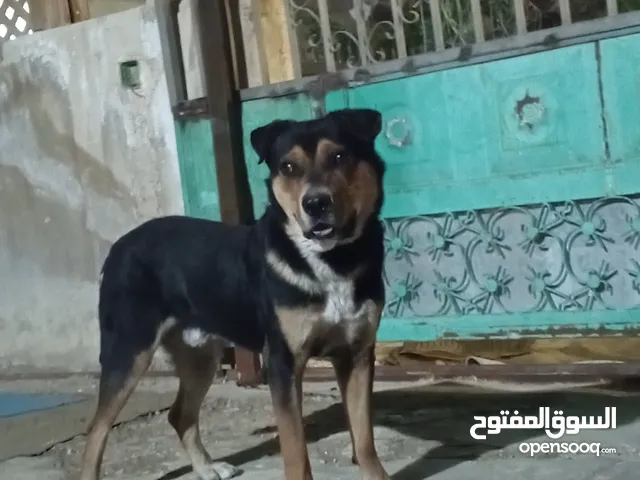 كلب روت للبيع او للبدل