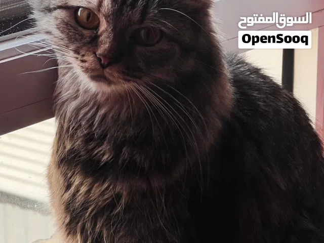 8 ريال (غير قابل للتفاوض)