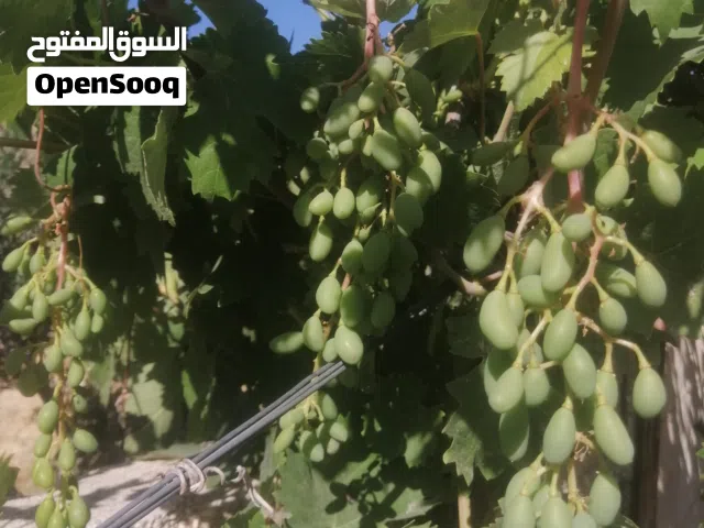 عنب حصرم بلدي