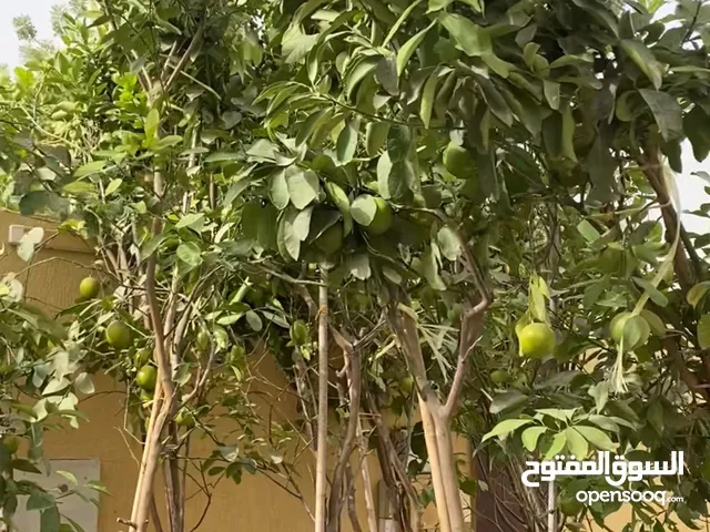 أشجار ليمون برازيلي الحجم الكبير مثمرة