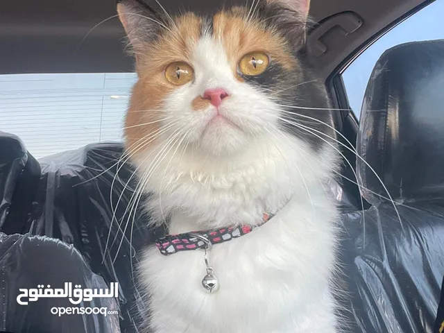 قطه جميله واليفه