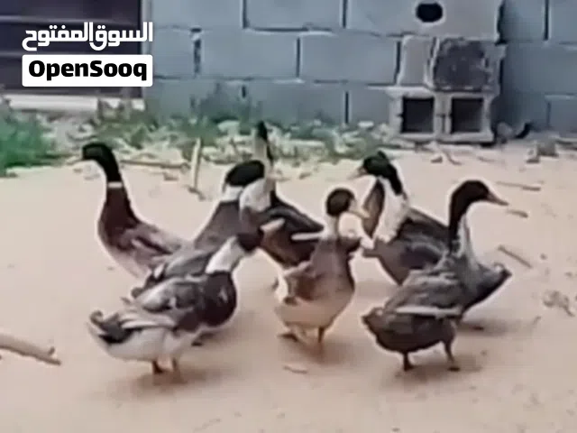 دكور بط زينه
