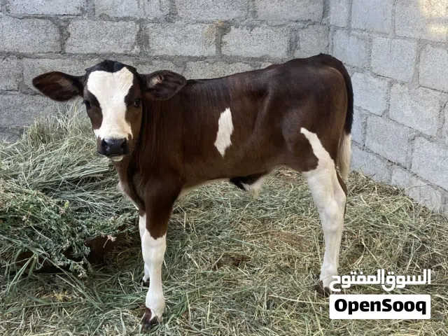 بقره للبيع