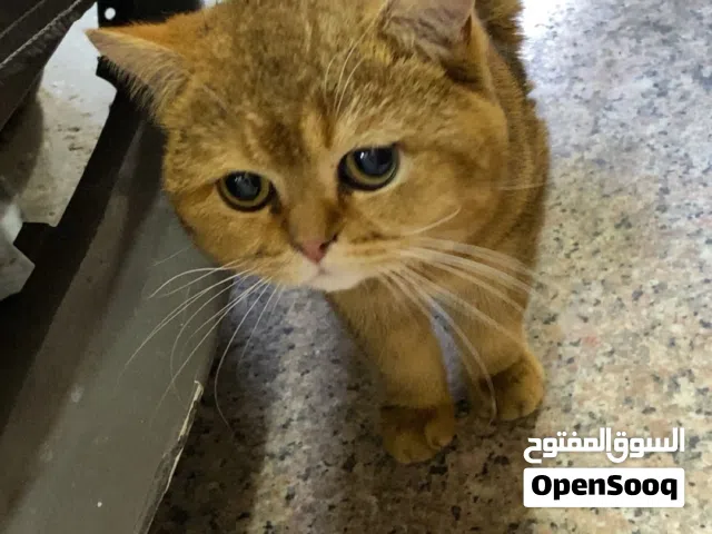 قطوه للبيع السعر عند الاتصال
