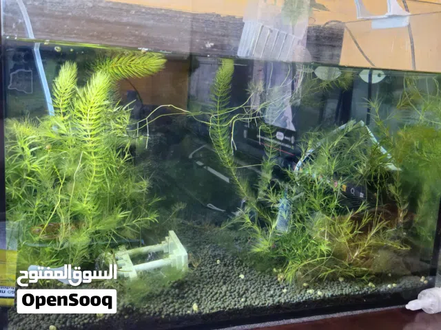 حوض سمك نظيف شبه جديد مع كل شي