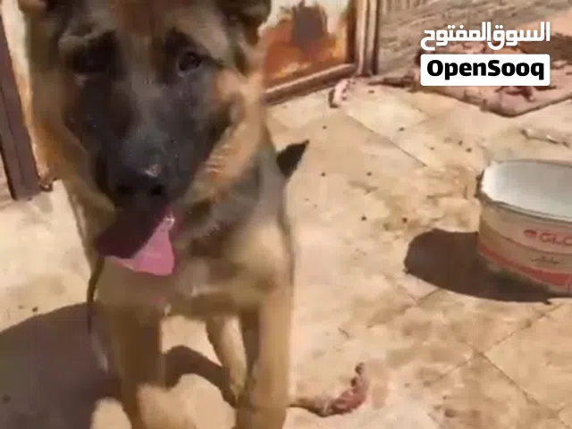 السلام عليكم زوز كلاب جيىمن لنق هير اصليات حاجه ربي يبارك تبي من يكسب العمر8اشهور بالكتيب تطعيمات فل