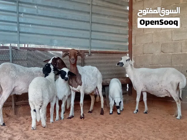 غنم للبيع ربي يبارك