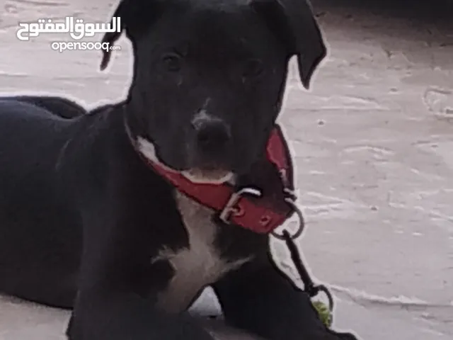 كلب بيتبول عمر 3 اشهر لون اسود ماخد حبه دود معاه طوق وحبل