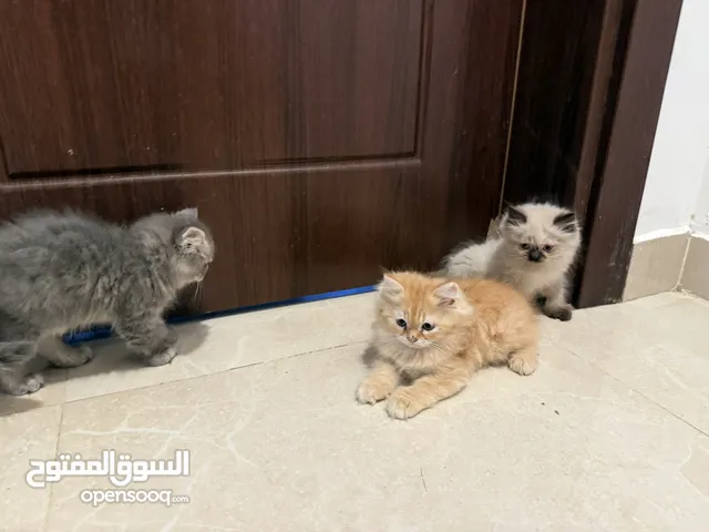 قطط للبيع العمر شهرين