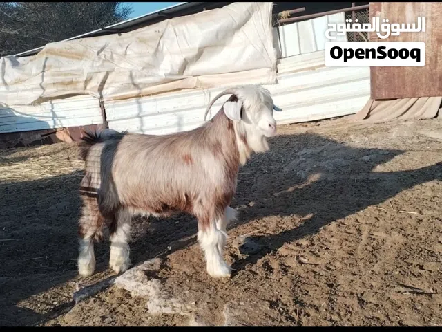 شاه من حلال الرحوب