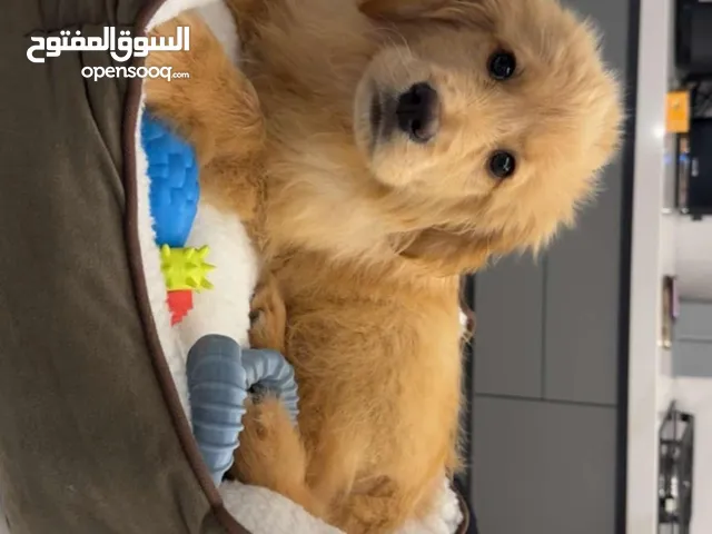 كلب جولدن للبيع