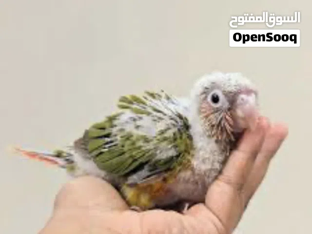 فروخ كنيور