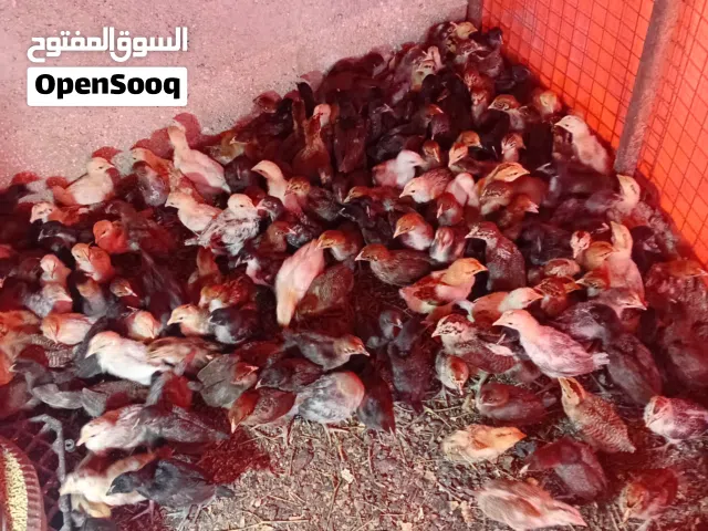 صوص عمر شهر