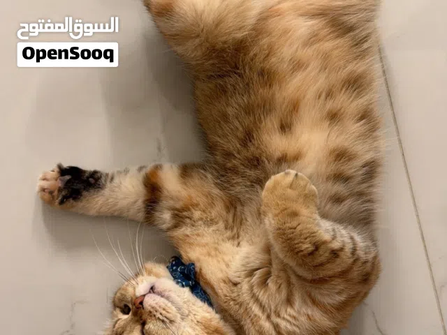 قط ذكر للتزاوج  ny22