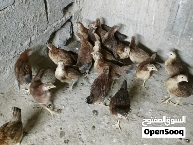 فروجات شلع مابيع مفرد العدد 10زواج كلهن دجاجات مطوك كريمي العمر ثلاث اشهر تقربين