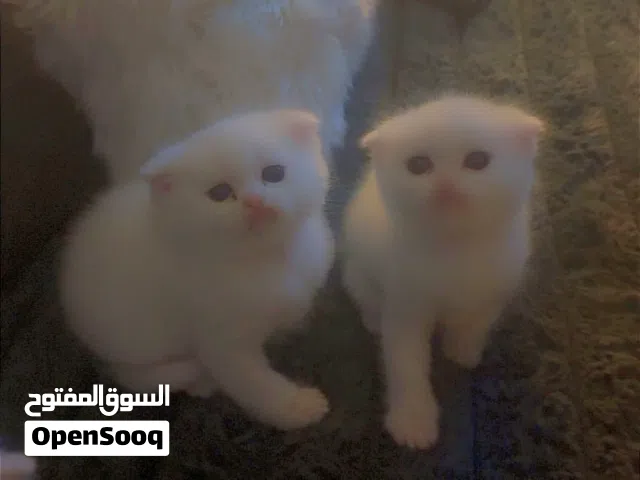 قطط سكوتش فولد لون ابيض اناث وذكر