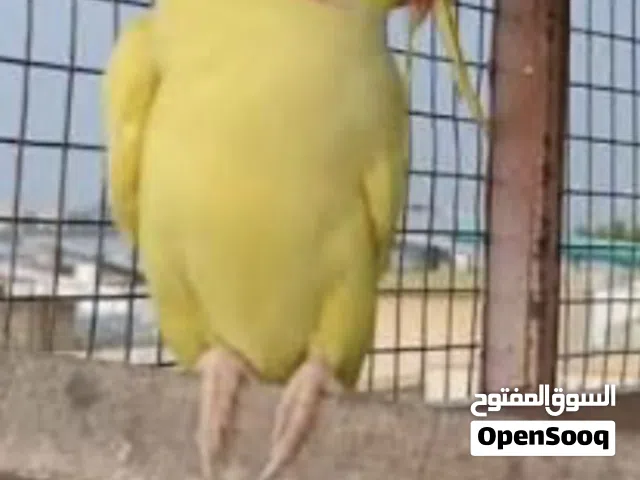 زوج متو اصفر جاهز للانتاج