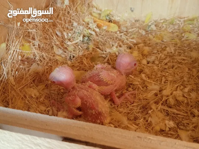 فرخين لوبيرد راس برتقالي عيون حمر