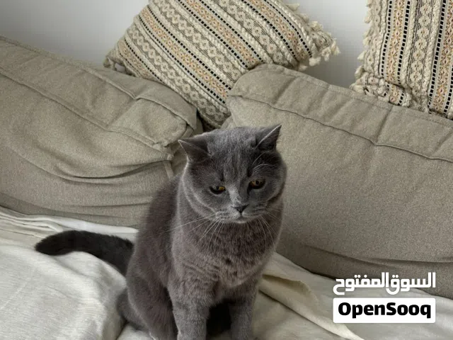 Adorable sweetest British Shorthair FREE adoption