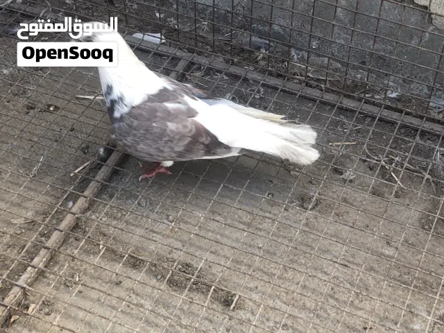 طيور بأشكال مختلفة