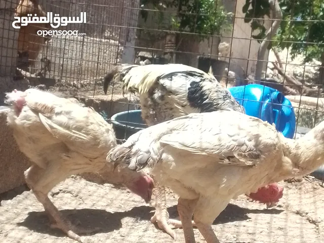 موجود دجاجتين فرنسيات وديك للبيع او للبدل على خمس دجاجات بلديات