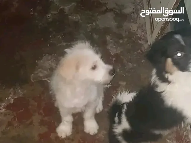 كلب كانيش chien caniche