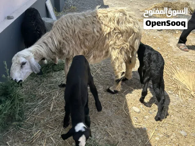 جاعده نجدي تحتها كبش و حملة للبيع