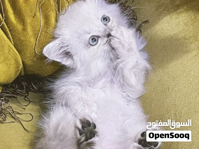 كيتن هيمالايا Himalayan Kitten