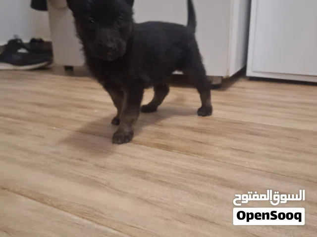 جرو لأعلي سعر