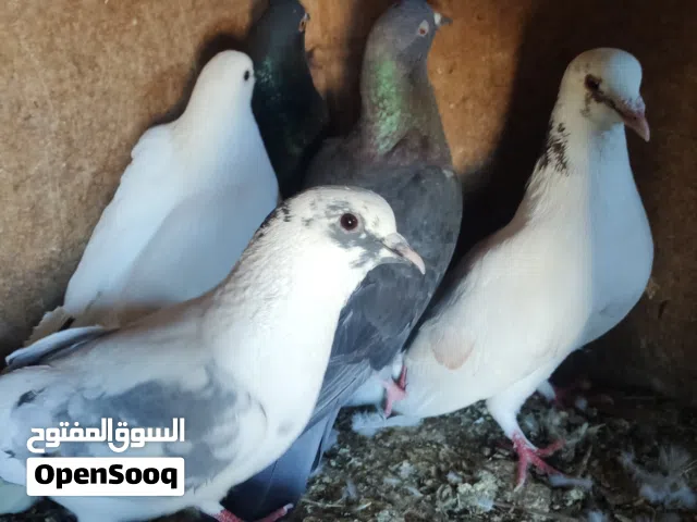 حمام عربي للبيع فرا