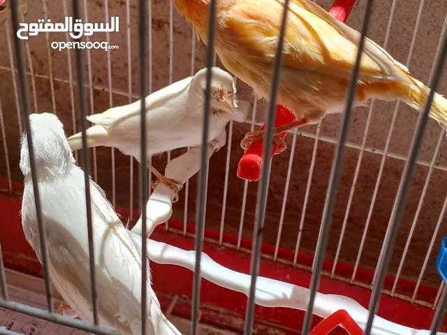 جوز كنار شغال معهم فرخ