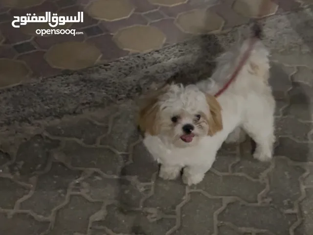 شيتزو بعمر سنه