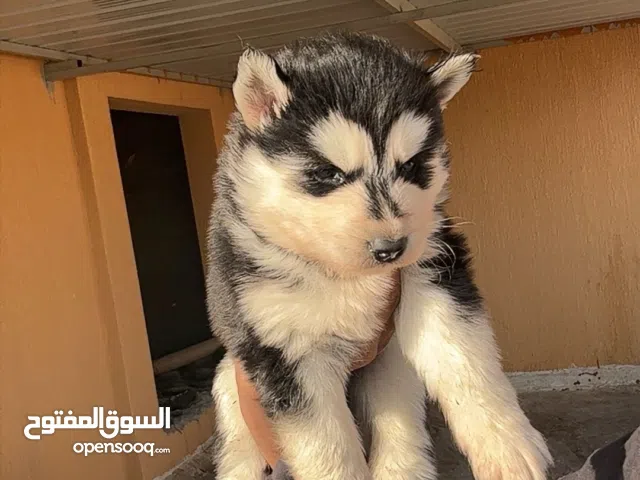 جراوه هاسكي سيبري اصلي