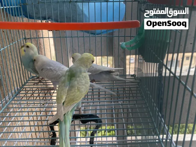 4دكور بقاينو ريمبو حاجة ربـჂ̤ يبارك للبيع ولي يبيهم يكلمني منتخالفوش فـჂ̤ سعر بأذن الله