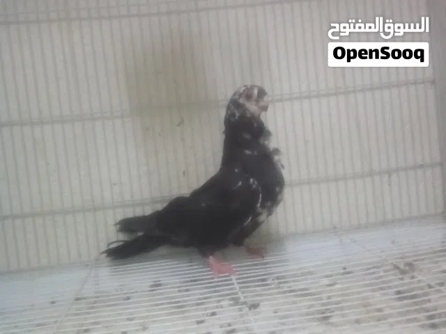 للبيع حمام باكستانى و سوري اسعارممتازه