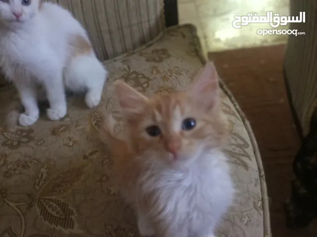 قطط للتبني موجودين بالزرقاء الجديدة
