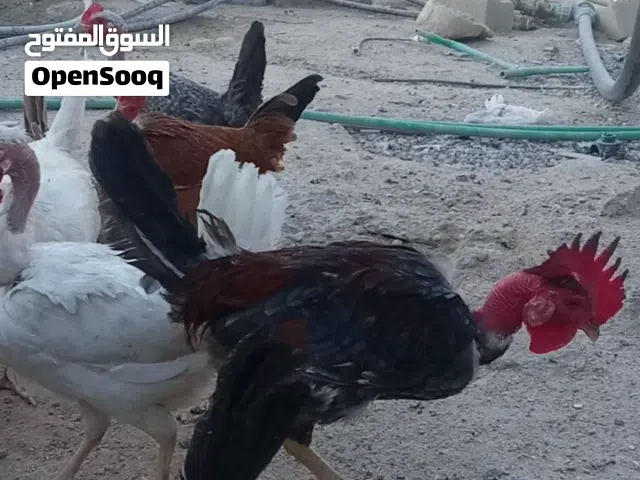 دجاج.  عرب أصلي وبركيبه بياض صحه خير من لله