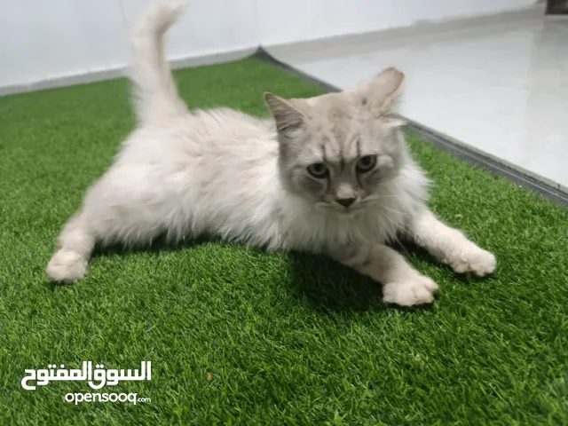 قط شيرازي من شرق آسيا