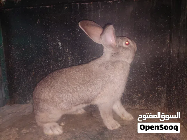 ارانب هجين الماني اوزان كبيرة ما شاء الله وشغالات على الاكيد بإذن الله  ذكرين و 3 اناثي ومعهم 13 فرخ