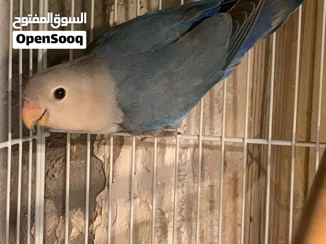 Male love bird opline