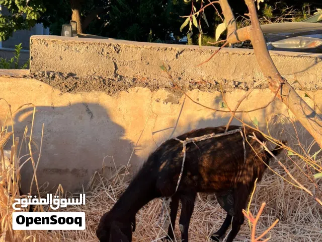 عنز حمرا دبسيه ثاني ولده معها سخلتين وجدي ماشاء الله تحلب 2كيلو عالوجبه الجدي مش للبيع