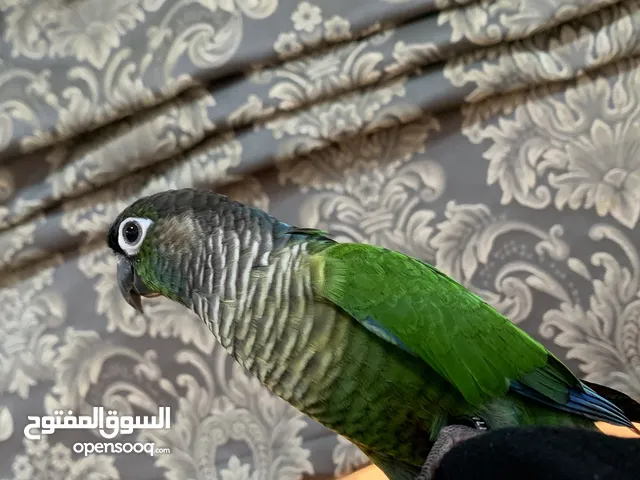 للبيع طير كانيو