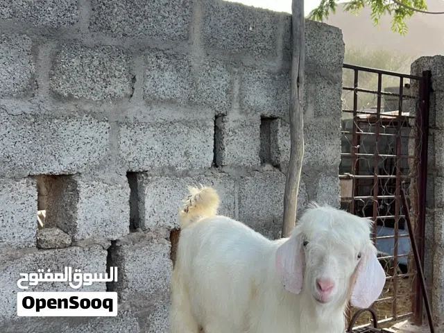 تيس رحبي معليه كلام ماشاءالله عليع