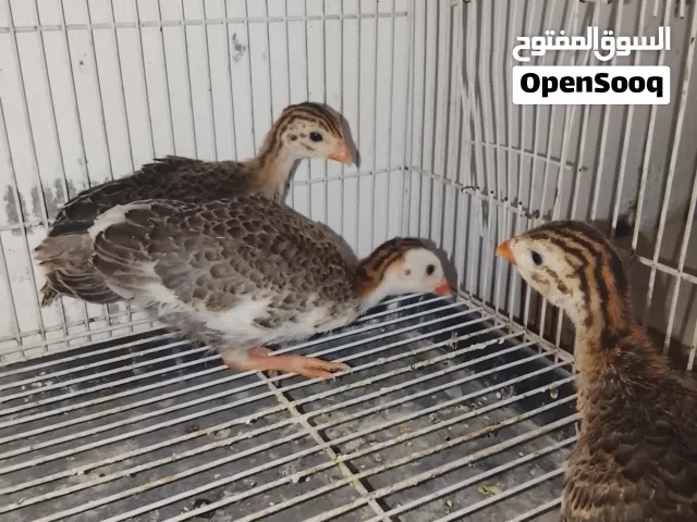 قبج العدد 3 للبيع